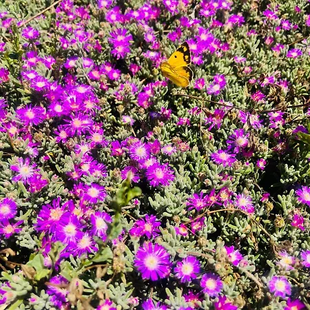 La Striscia Larga Bed & Breakfast